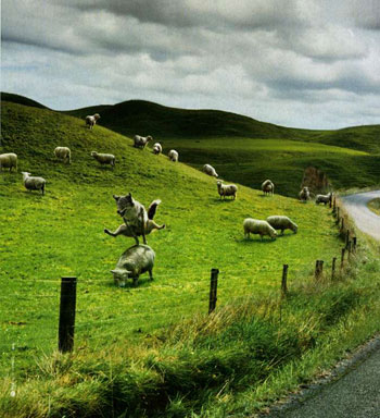 saute moutons